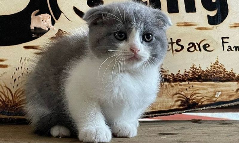 マンチカン短足猫の歴史