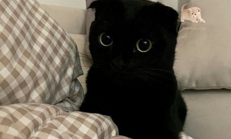 黒猫を飼うのは良いですか