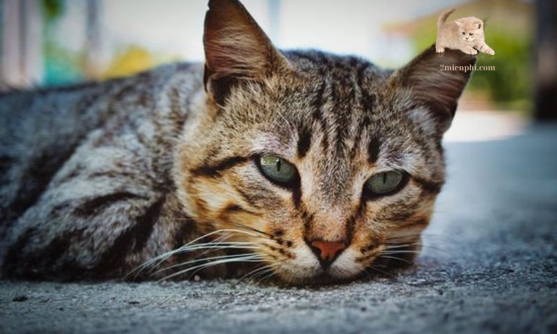 猫の健康を守るための禁忌事項