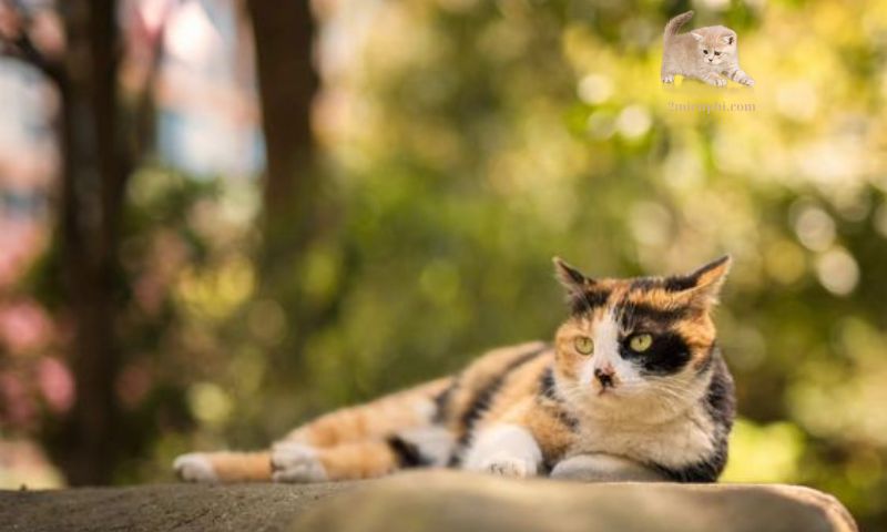 密室での猫の健康管理