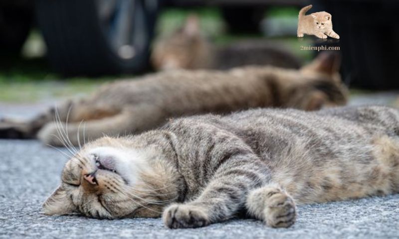 密室での猫の行動と心理